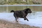 LABRADOR 245